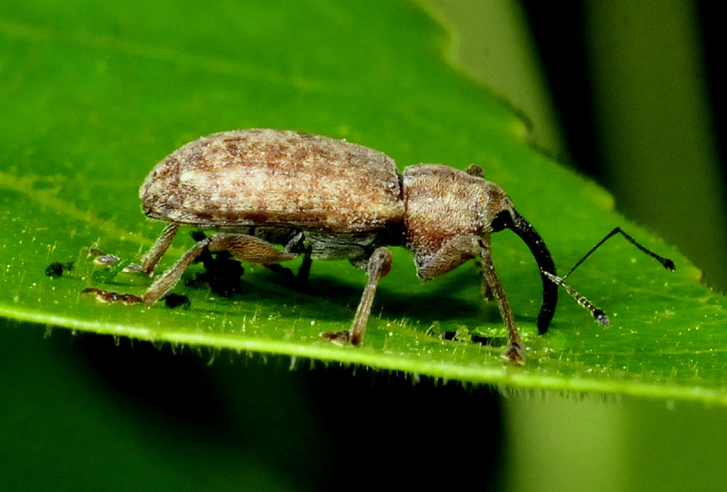 Curculionidae:  Dorytomus longimanus